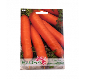 Semences de carotte nantaise améliorée