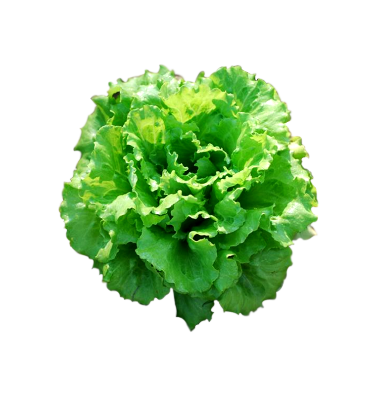 Salade batavia