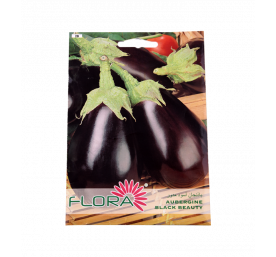 Semences d'aubergine black beauty